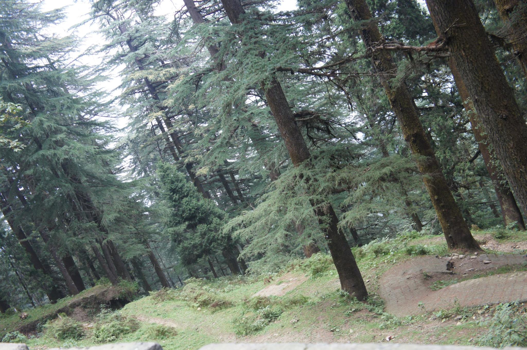 himalaya